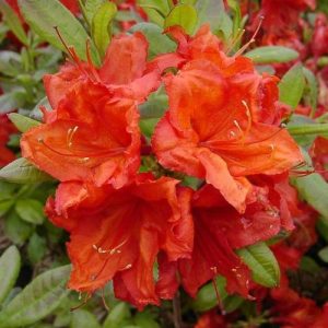 Декоративные растения