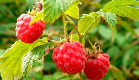 Малина - выбор, посадка, уход