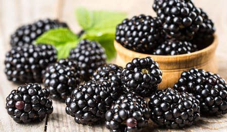 Саженец ежевики: как ухаживать за ежевикой